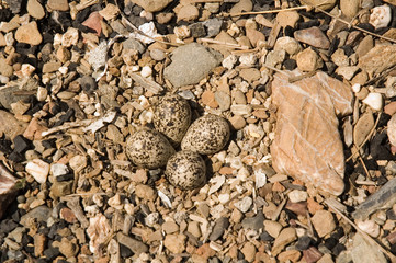 killdeer eggs-natural camoflage