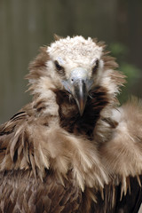 vulture portrait