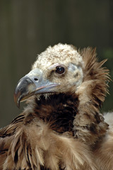 vulture portrait