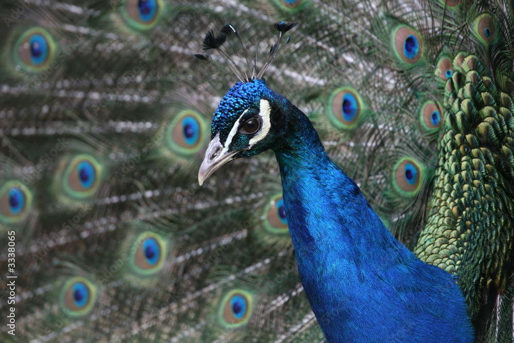 Poster blauer pfau