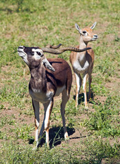 a couple of indian black buck antelopes over green