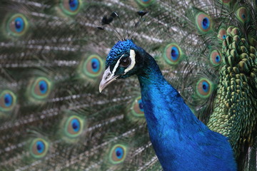 Obraz premium blauer pfau