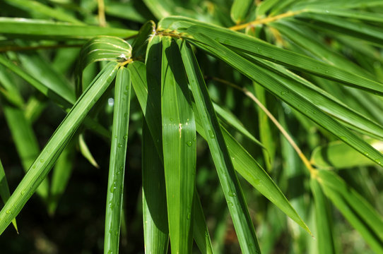 feuilles de bambou bouddha