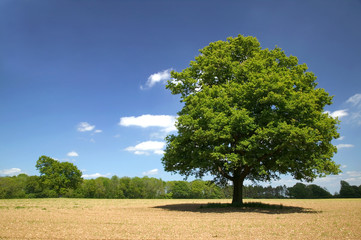 old oak on a sunny day - obrazy, fototapety, plakaty