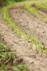 row of maize plants