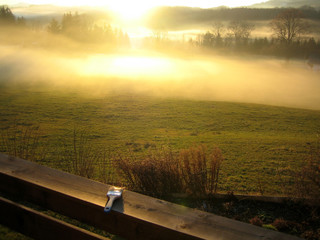 sonniger pinsel