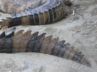 cola de cocodrilo