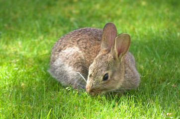 garden rabbit