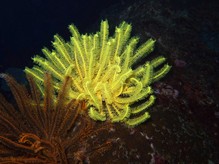 yellow and brown sea lily close-up. similan islands