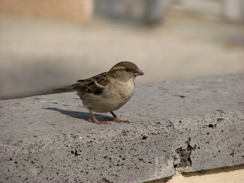 piaf seul