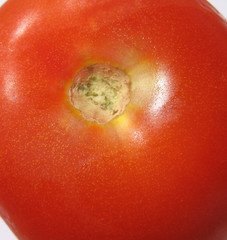 zoom sur la tomate
