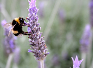 hummel