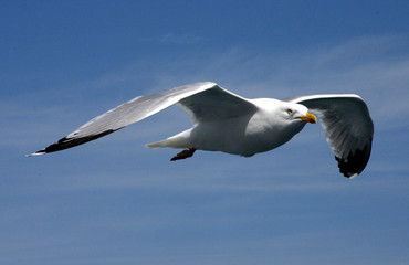 flight of the seagul