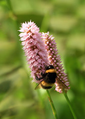 bumble bee on flower