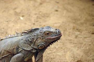 iguana