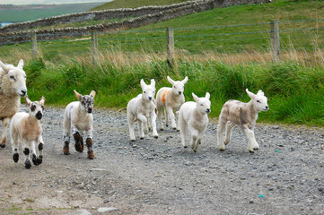 lambs on the run