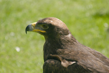 steppe eagle