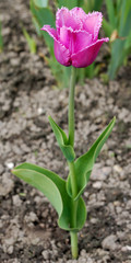 pink tulip