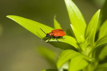 red lily leaf beetle bug