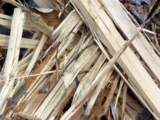 holz