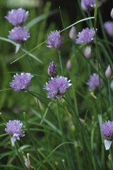 chives
