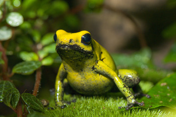 grenouille jaune