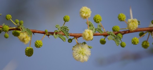 branche d'acacia en fleur