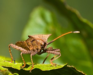squash bug