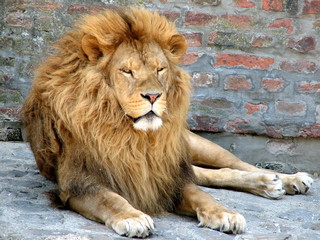 Naklejka premium lion