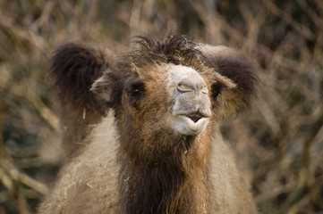 bactrian camel