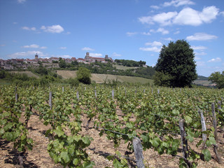 Fototapeta na wymiar wioska vezelay z winnic
