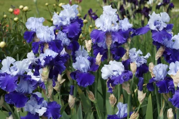 Crédence de cuisine en verre imprimé Iris field of iris