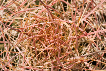 barrel cactus