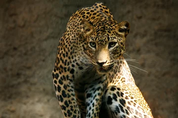 Fotobehang Panter luipaard