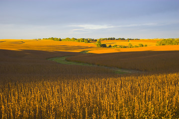 field of dreams