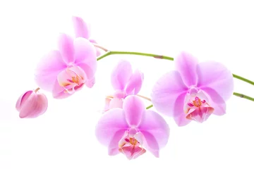 Peel and stick wall murals Orchid orchid flowers on white