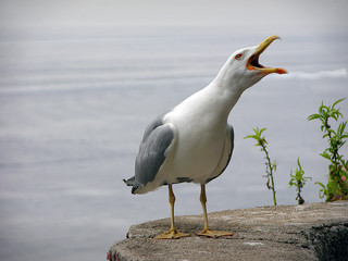 albatros screaming