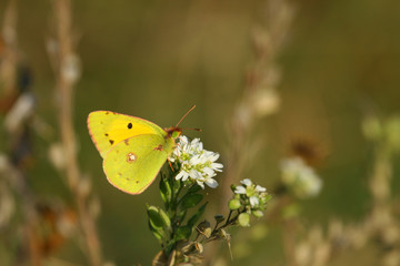 Fototapeta premium yellow butterfly
