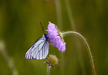 white butterfly on purple flower
