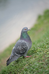 town blue-grey dove, bird