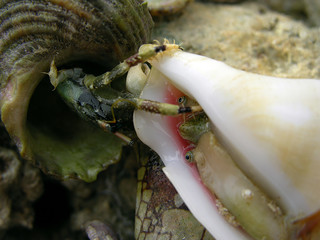 fighter from the shell