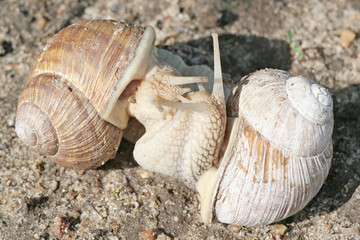 schnecken im paarungsrausch