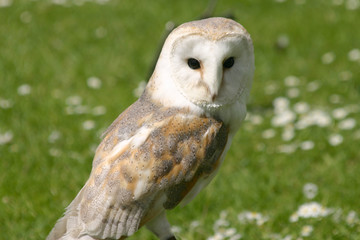 tawny owl