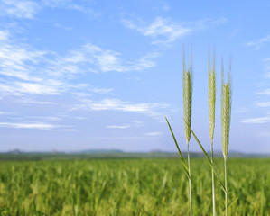 wheat