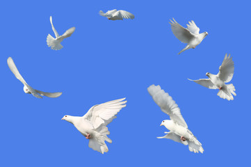 circle of doves