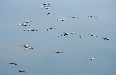 fliegende pelikane