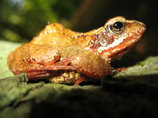 frosch (Ranidae)  auf einem baum am Stechlin See. Brandenburg, Deutschland