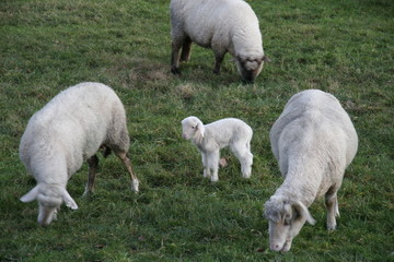 lamm mit muttertier auf der weide