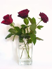 roses in glass