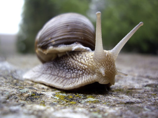 snail